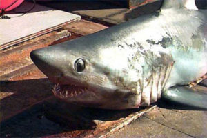 Porbeagle, Lamna nasus