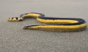 Yellow-Bellied Sea Snake, Hydrophis platurus