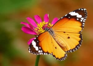 African Monarch, Danaus chrysippus