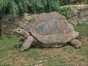 Aldabra Giant Tortoise, Aldabrachelys gigantea