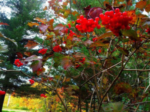 American Cranberrybush, Viburnum rilobum