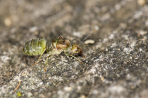 Asian Weaver Ant, Oecophylla smaragdina