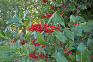 Common Holly, Ilex aquifolium