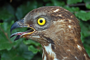 European Honey Buzzard, Pernis apivorus