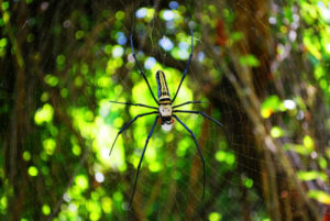 Giant Golden Orb Weaver, Nephila pilipes