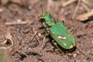 Ohlone Tiger Beetle, Cicindela ohlone