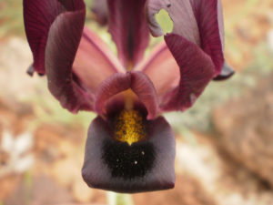 Petra Iris, Iris Petrana