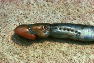 Sea Lamprey, Petromyzon marinus