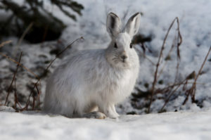 Snowshoe Hare, Lepus americanus