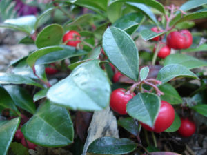 American Wintergreen, Gaultheria procumbens