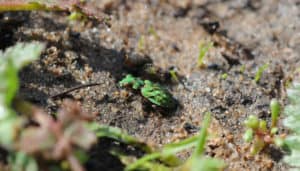 Delta Green Ground Beetle, Elaphrus viridis