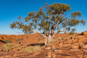 Ghost Gum, Corymbia aparrerinja