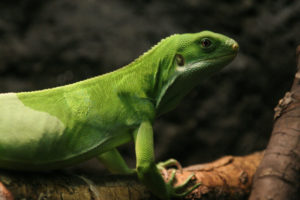 Lau Banded Iguana, Brachylophus fasciatus