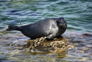 Baikal Seal, Pusa sibirica