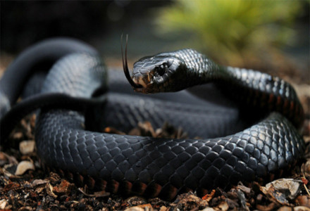 3 Stunning Snakes of Africa