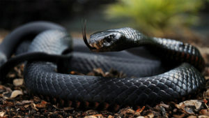 Black Mamba, Dendroaspis polylepis