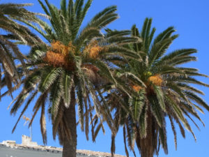 Canary Island Date Palm, Phoenix canariensis