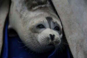 Caspian Seal, Pusa caspica