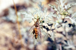 Delhi Sands flower-loving fly, Rhaphiomidas terminatus abdominalis