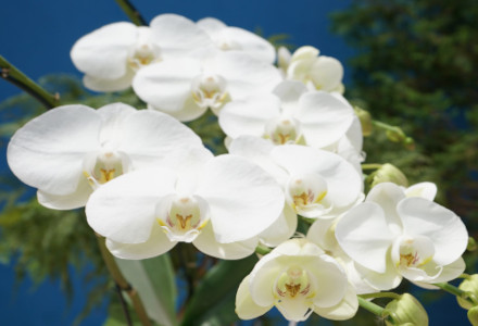 Moon Orchid, Phalaenopsis amabilis