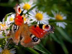 Peacock Buterfly, Aglais io