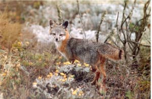 Island Fox, Urocyon littoralis