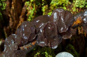 Jelly Ear, Auricularia auricula-judae