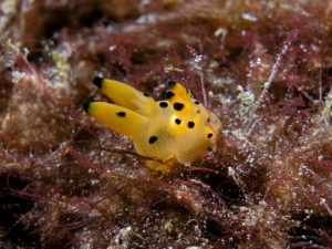 Pikachu Nudibranch, Thecacera pacifica