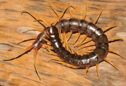 Aquatic Centipede, Scolopendra cataracta