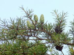 Bristlecone Hemlock, Nothotsuga longibracteata