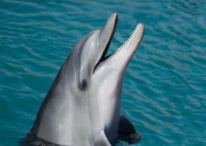 Common Bottlenose Dolphin, Tursiops truncatus