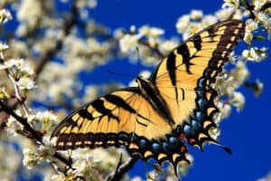 Eastern Tiger Swallowtail, Papilio glaucus