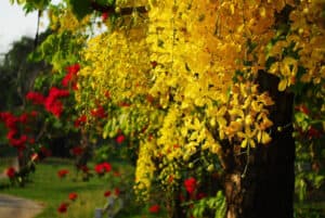 Golden Shower Tree, Cassia fistula