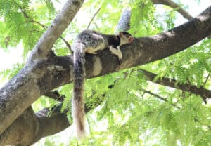 Grizzled Giant Squirrel, Ratufa macroura