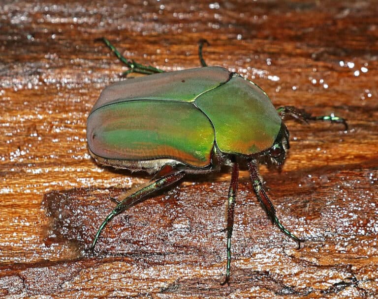 June Bug l Intriguing Invertebrate - Our Breathing Planet