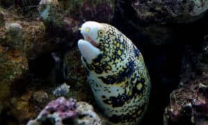 Snowflake Moray, Echidna nebulosa