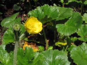 Appalachian Avens, Gerum radiatum