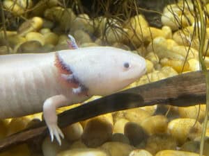 Axolotl, Ambystoma mexicanum