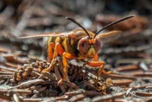 Eastern Cicada Killer, Sphecius speciosus