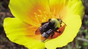 Franklin's Bumblebee, Bombus franklini