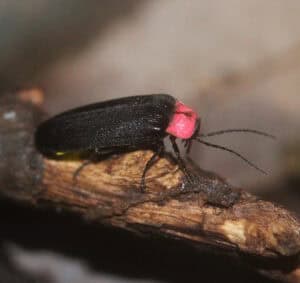 Genji-botaru, Nipponoluciola cruciata