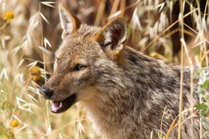 Golden Jackal, Canis aureus