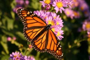 Monarch Butterfly, Danaus plexippus