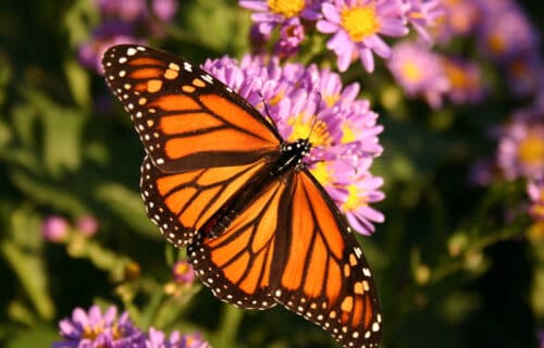 3 Beautiful Butterflies of Canada