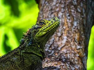 Philippine Sailfin Lizard