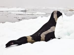 Ribbon Seal, Histriophoca fasciata