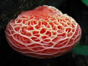 Rosy Veincap, Rhodotus palmatus