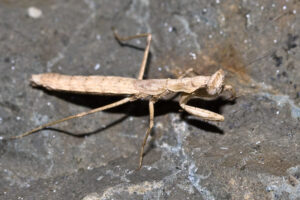 Agile Ground Mantis, Litaneutria minor