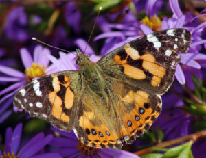 Australian Painted Lady, Vanessa kershawi