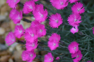 Cheddar Pink, Dianthus gratianapolitanus